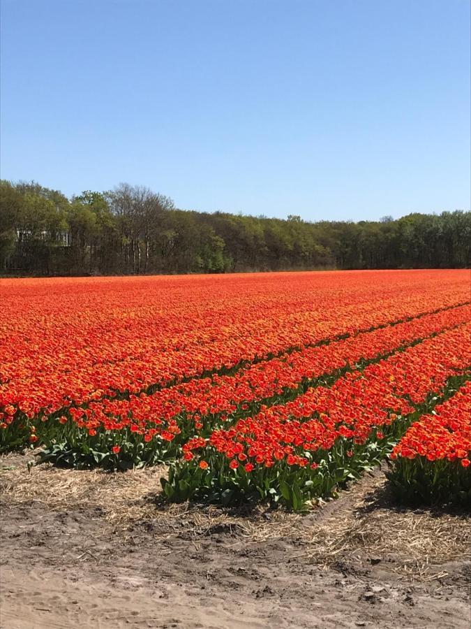 Bed And Breakfast Kik En Bun Katwijk aan Zee Екстер'єр фото